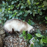 photo de livraison pour Cat Miaou