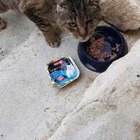 photo de livraison pour Chats du Pays d'Ornans