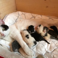 photo de livraison pour L'ANGE Laurence pour les chats