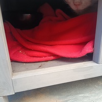photo de livraison pour Protect Cat