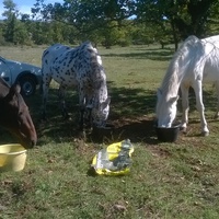 photo de livraison pour Tagada Spirit