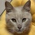 photo animal