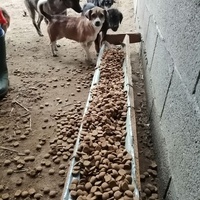 photo de livraison pour Mariuta