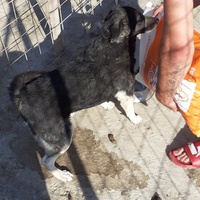 photo de livraison pour Animal Shields Oradea