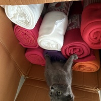 photo de livraison pour Chat Gratouille