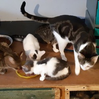 photo de livraison pour Pour l'Amour des Chats