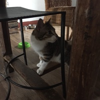 photo de livraison pour Les Chats Libres Condom 32