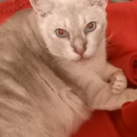 photo de livraison pour Les Pattounes de l'Espoir