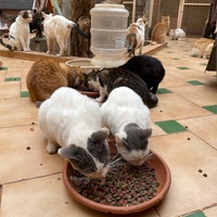 photo de livraison pour Le Coeur sur la Patte