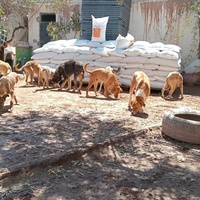 photo de livraison pour Help Adopt Moroccan Animals