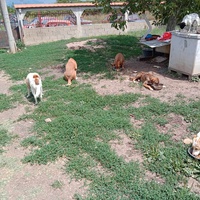 photo de livraison pour Serbian Society for the Protection of Animals - SSPA