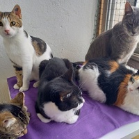 photo de livraison pour Les Pattounes de l'Espoir