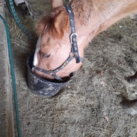photo de livraison pour Mon Rêve en Calèche