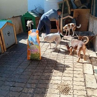 photo de livraison pour Comme Chiens et Chats Maroc