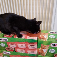 photo de livraison pour Chatons de l'Espoir