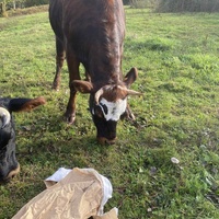 photo de livraison pour Espoir au Galop