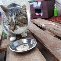 photo de livraison pour Sweety Pets