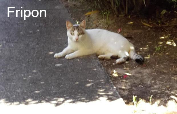 photo association