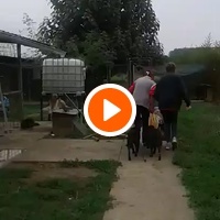 photo de livraison pour Udruženje za zaštitu životinja "Pongo"