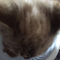 photo de livraison pour Cosette
