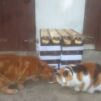 photo de livraison pour Ecole du Chat Libre de Caillerot