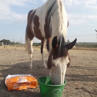 photo de livraison pour Happy Horse Day