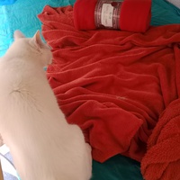 photo de livraison pour Les Chats de la Rue