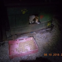 photo de livraison pour Pro Animals Finland ry