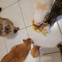 photo de livraison pour Les Coups Fourrés - ACF
