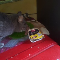 photo de livraison pour Chats Grains d'Amour