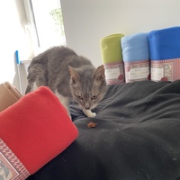 photo de livraison pour SADF (Sauvetage des animaux domestiques de France)