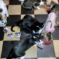 photo de livraison pour Association C.A.T.S. Chat Animal Terrien Solidarité