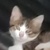 photo animal
