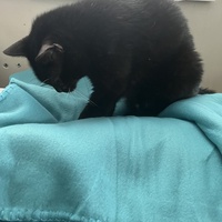 photo de livraison pour Les chats de chez nous