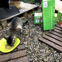 photo de livraison pour Les chats de chez nous