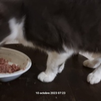 photo de livraison pour Chats Libres des Hauts Cantons de l'Hérault