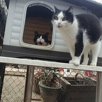 photo de livraison pour Chats Libres de Béziers