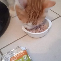 photo de livraison pour Hungry Cats14