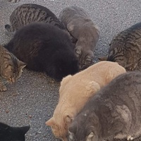 photo de livraison pour Les chats Port-Saint-Louisiens