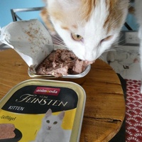 photo de livraison pour Jardin des Chats