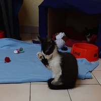 photo de livraison pour Bien vivre avec les Chats Sallélois