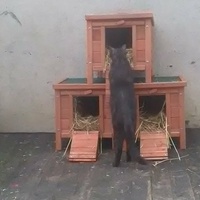 photo de livraison pour Paroles de Chats