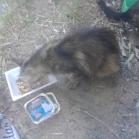 photo de livraison pour Les Chats-Pitresdelavi-Ste