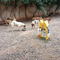 photo de livraison pour Help Adopt Moroccan Animals