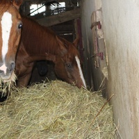 photo de livraison pour Cheval Espoir 33