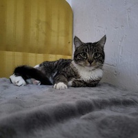 photo de livraison pour Ronron du Bonheur