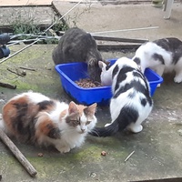 photo de livraison pour Pour l'Amour des Chats