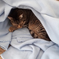photo de livraison pour L'Arche des Amis à pattes