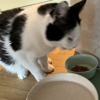 photo de livraison pour Association C.A.T.S. Chat Animal Terrien Solidarité