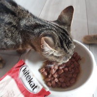 photo de livraison pour Chat Va Bien